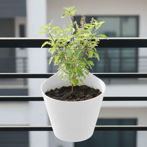 Rama Tulsi in 8 Inch White Single Hook Hanging Plastic Pot