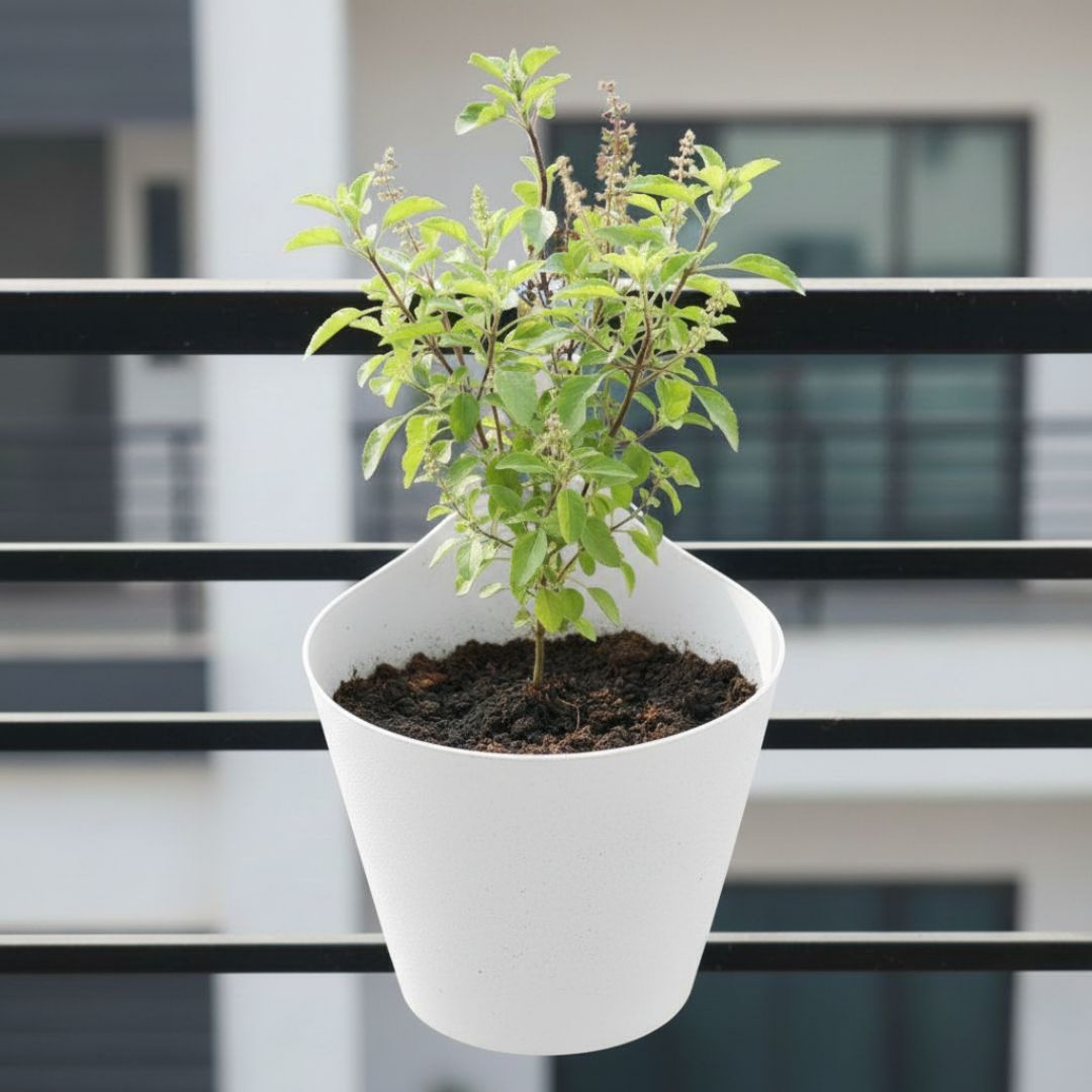 Rama Tulsi in 8 Inch White Single Hook Hanging Plastic Pot