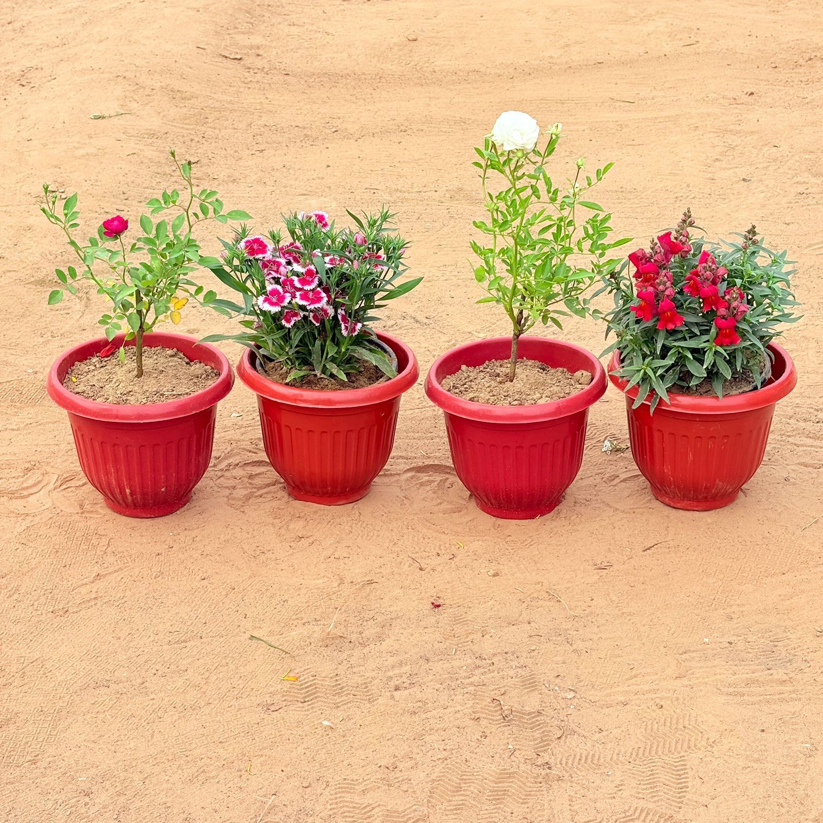 Set of 4 - Rose Red, Dianthus (any colour), Rose White & Antirrhinum Majus / Dog Flower (any colour) in 8 Inch Terracotta Red Olive Plastic Pot