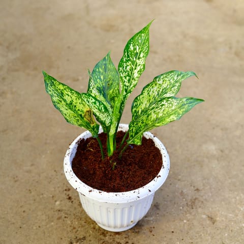 Aglaonema Snow White in 8 Inch White Olive Plastic Pot