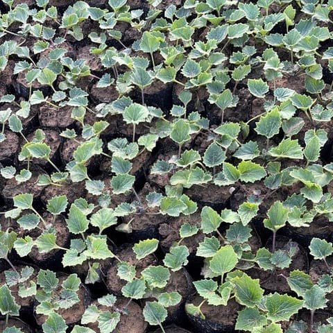 Set of 5 - Cineraria (Any Colour)  in 4 Inch Nursery Bag