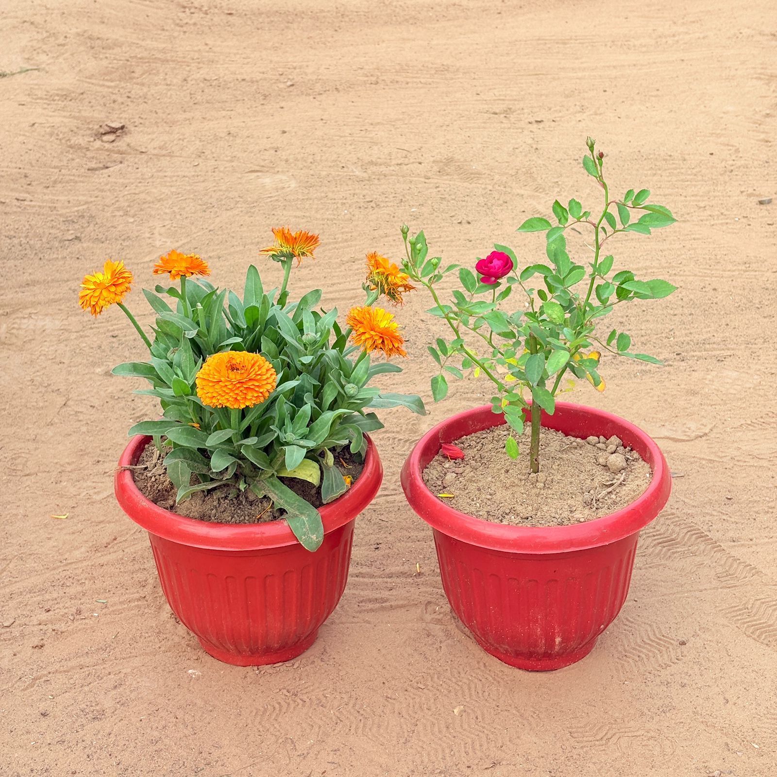 Set of 2 - Calendula Orange & Rose Red in 8 Inch Terracotta Red Olive Plastic Pot