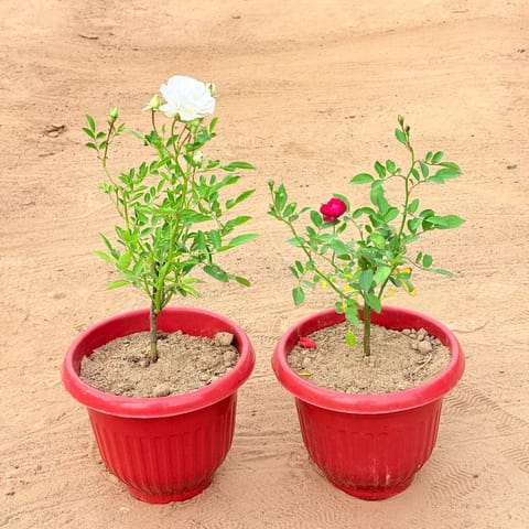 Set of 2 - Rose White & Rose Red in 8 Inch Terracotta Red Olive Plastic Pot