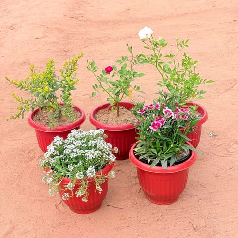 Set of 5 - Cuphea / False Heather Pink, Rose Red, Rose White, Alyssum White & Dianthus (any colour) in 8 Inch Terracotta Red Olive Plastic Pot