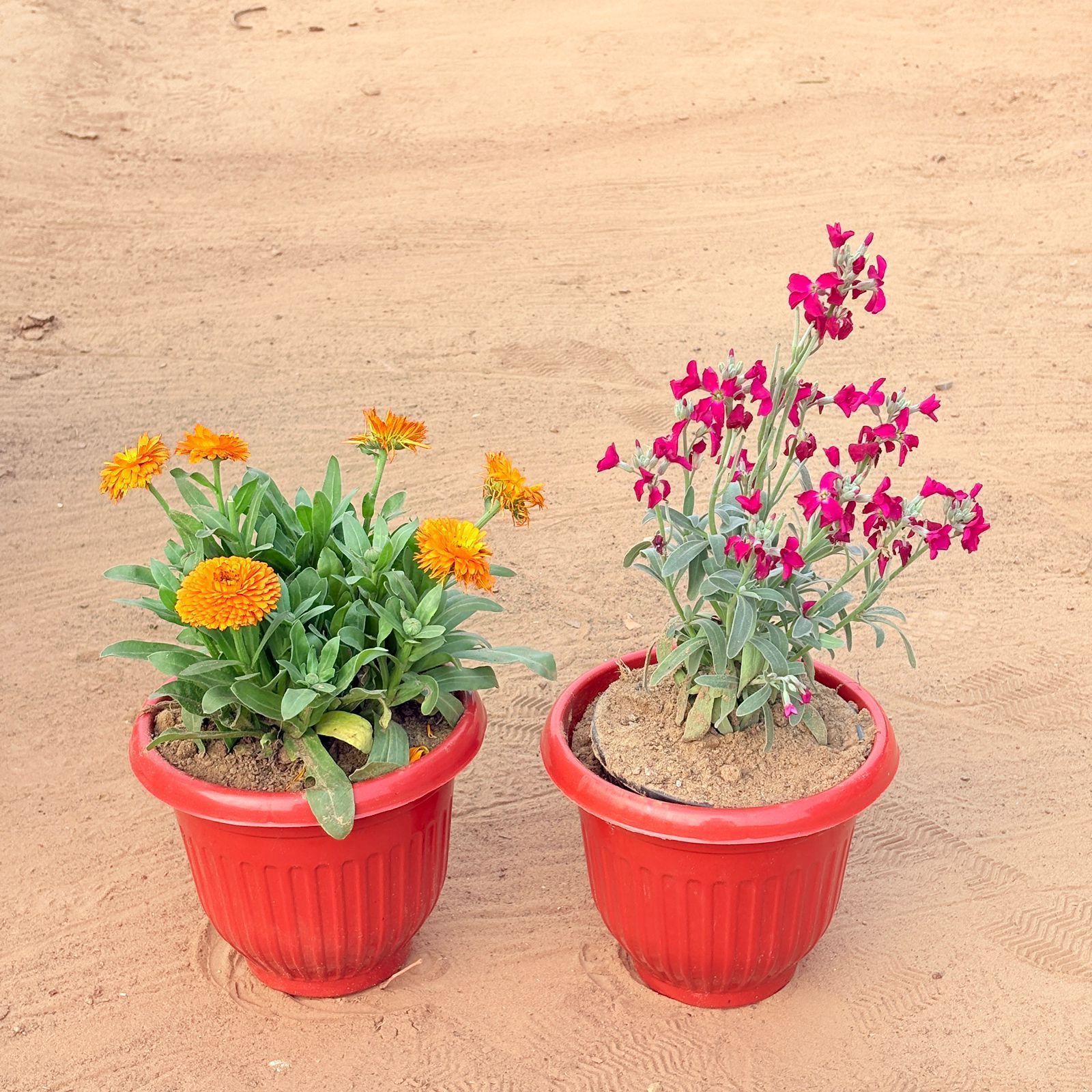 Set of 2 - Calendula Orange & Stock Plant Pink in 8 Inch Terracotta Red Olive Plastic Pot