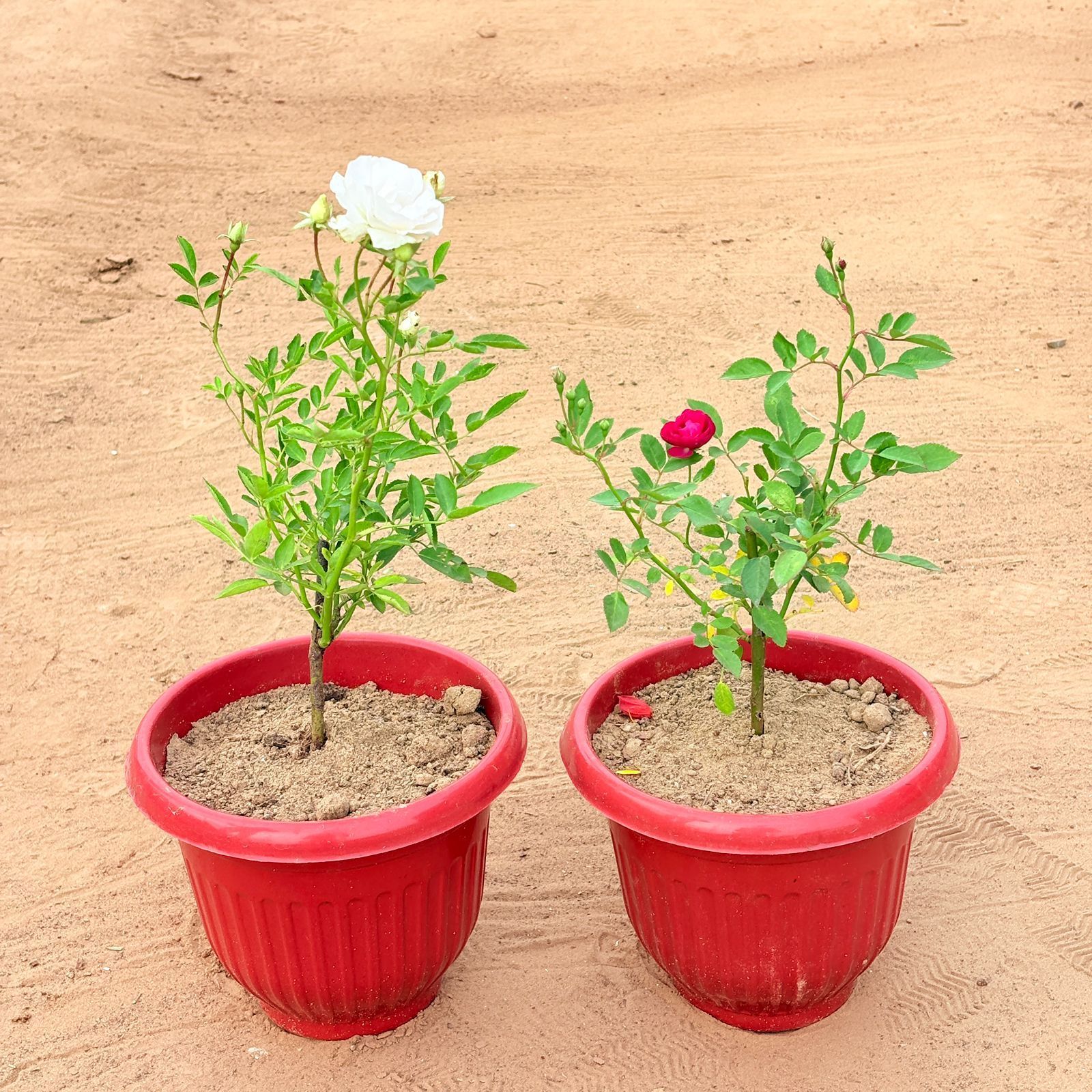 Set of 2 - Rose White & Rose Red in 8 Inch Terracotta Red Olive Plastic Pot