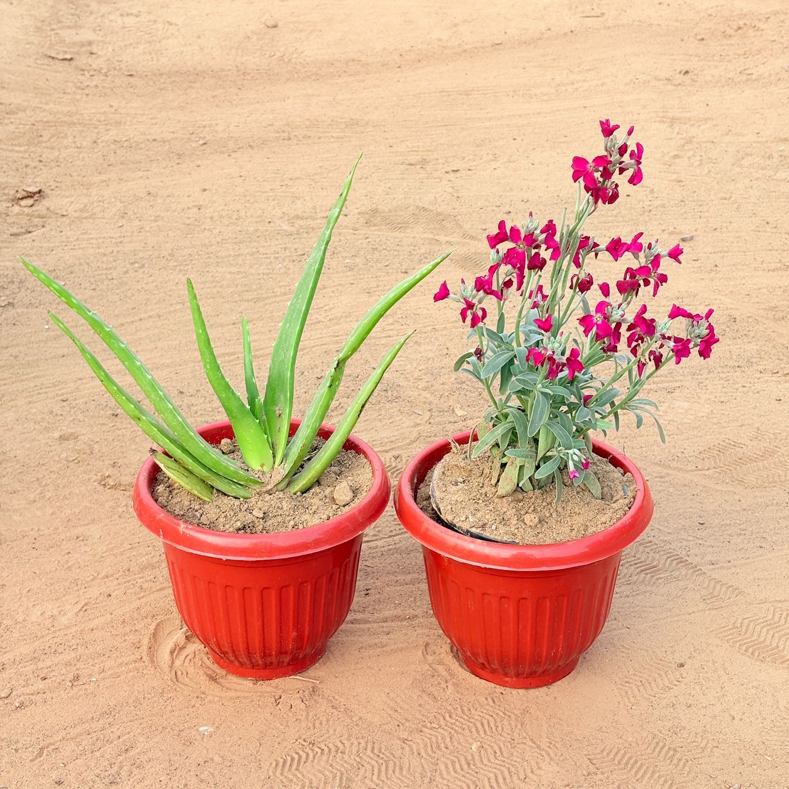 Set of 2 - Aloe Vera & Stock Plant Pink in 8 Inch Terracotta Red Olive Plastic Pot