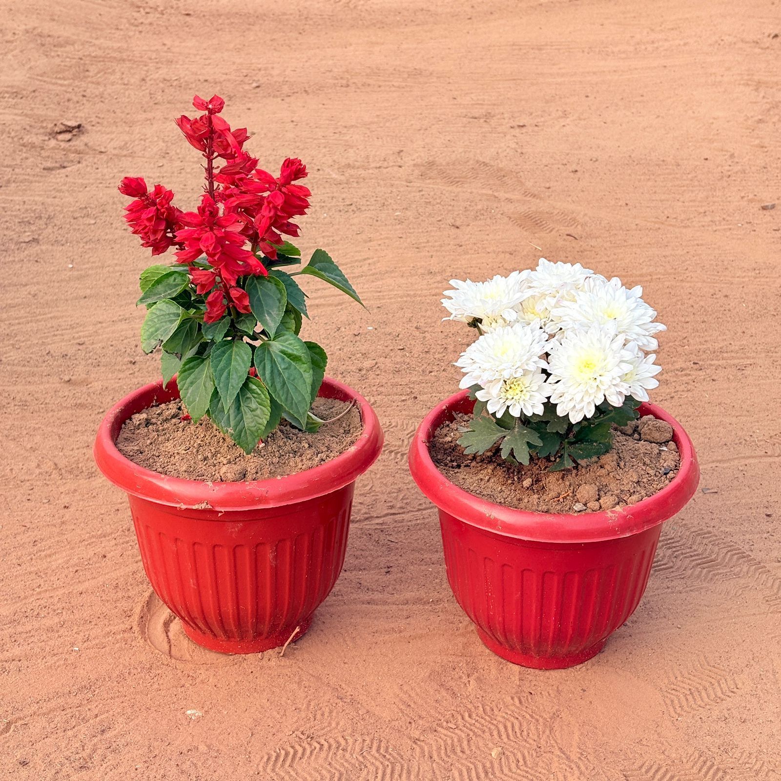 Set of 2 - Salvia Red & Chrysanthemum / Guldawari White in 8 Inch Terracotta Red Olive Plastic Pot