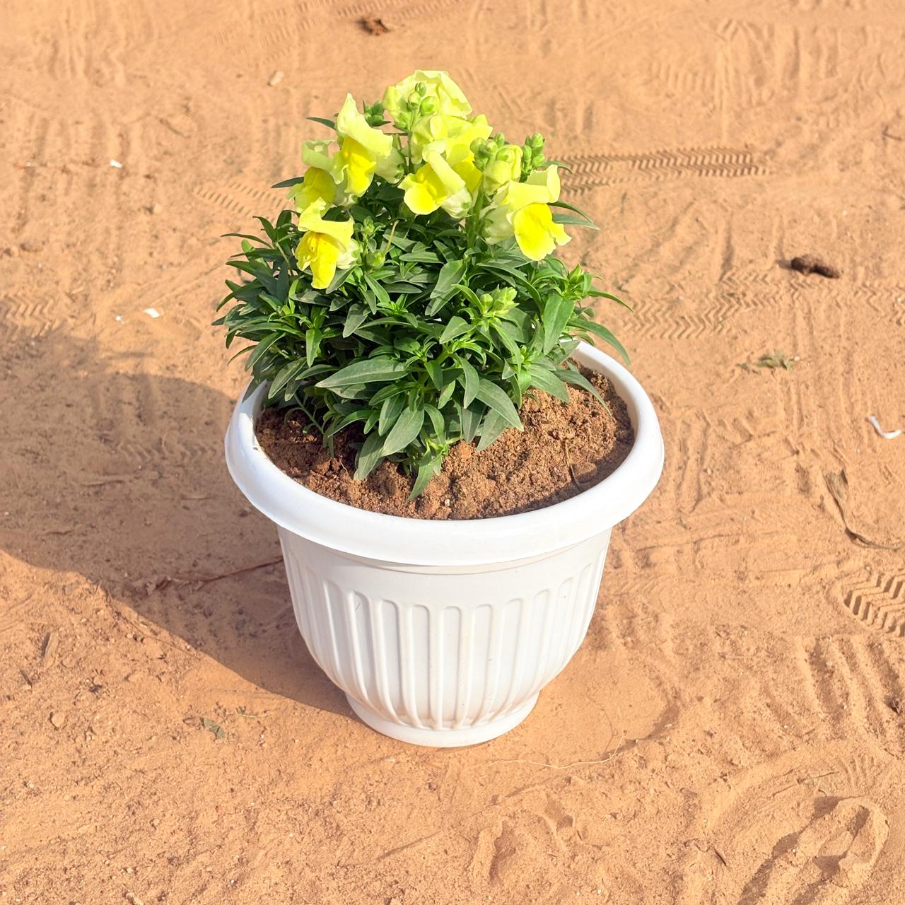 Antirrhinum Majus / Dog Flower (any colour) in 8 Inch White Olive Plastic Pot