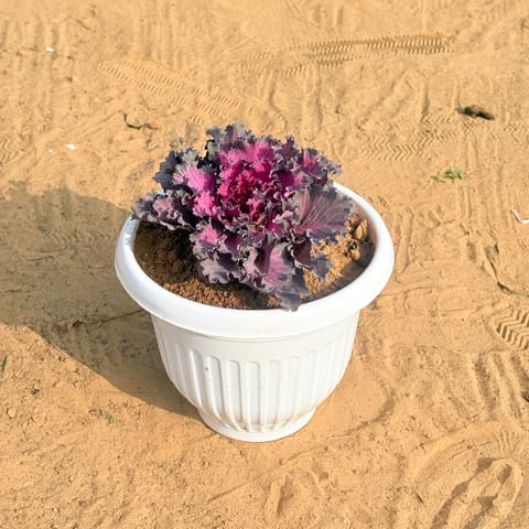 Kale Red in 8 Inch White Olive Plastic Pot