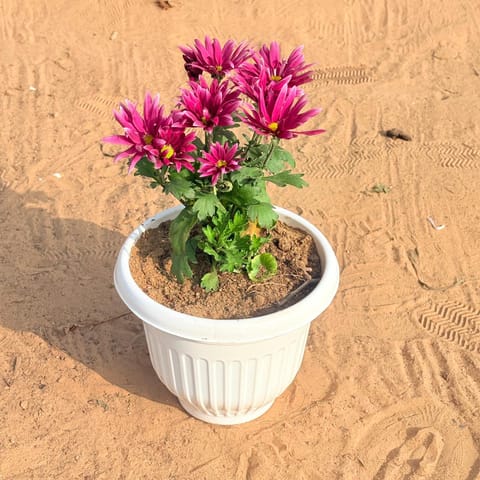 Chrysanthemum / Guldawari (any colour) in 8 Inch White Olive Plastic Pot