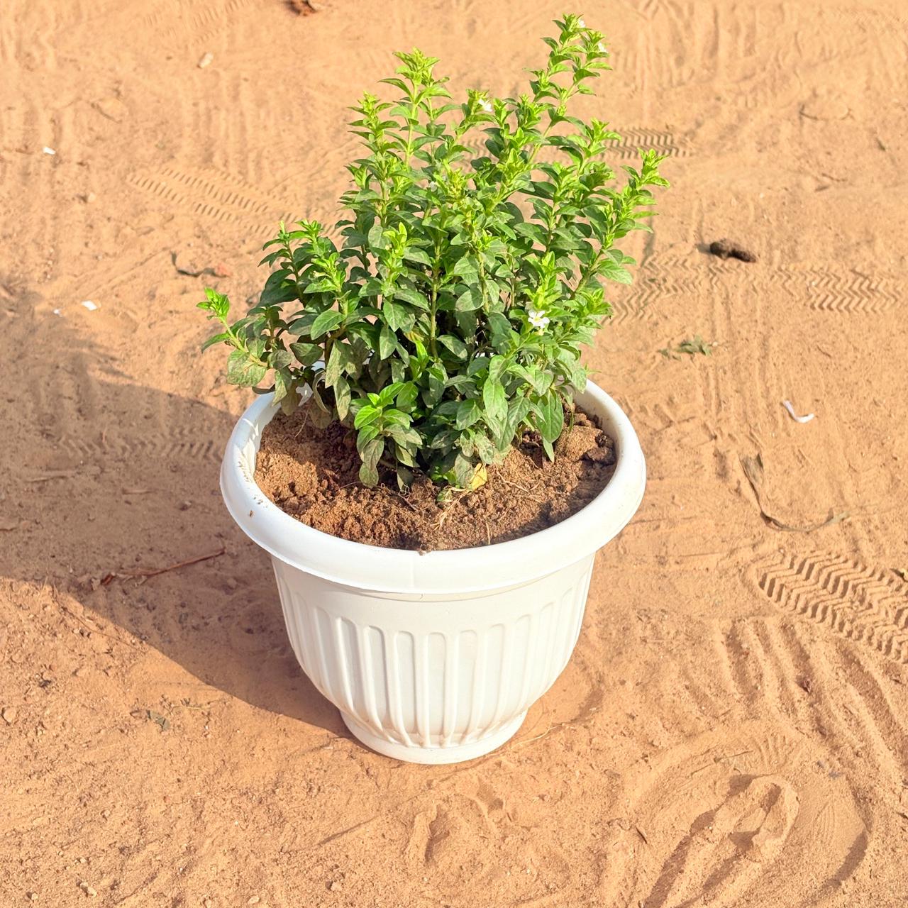 Cuphea / False Heather White in 8 Inch White Olive Plastic Pot