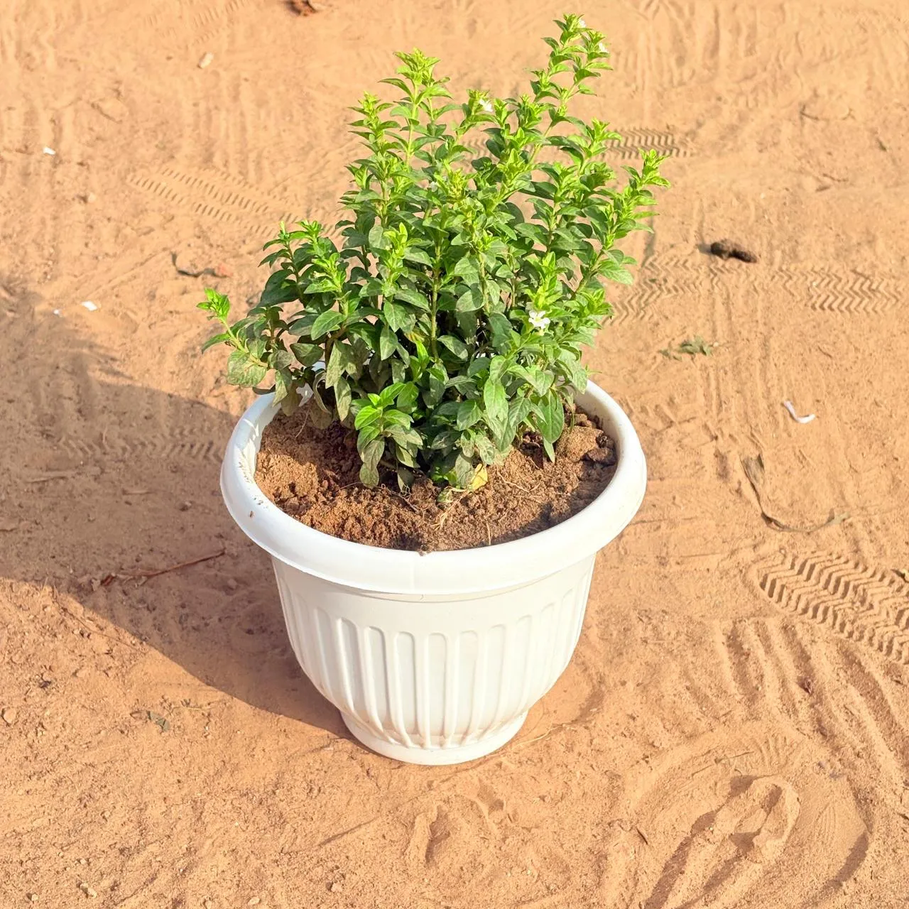 Cuphea / False Heather White in 8 Inch White Olive Plastic Pot