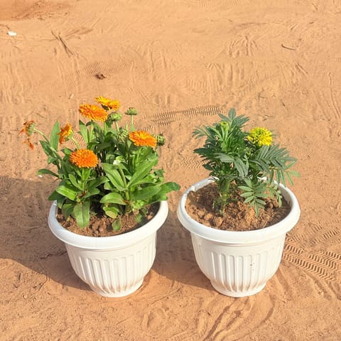 Set of 2 - Calendula�Orange & Marigold (any colour) in 8 Inch White Olive Plastic Pot