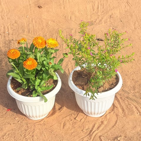 Set of 2 - Calendula?Orange & Cuphea / False Heather Pink in 8 Inch White Olive Plastic Pot