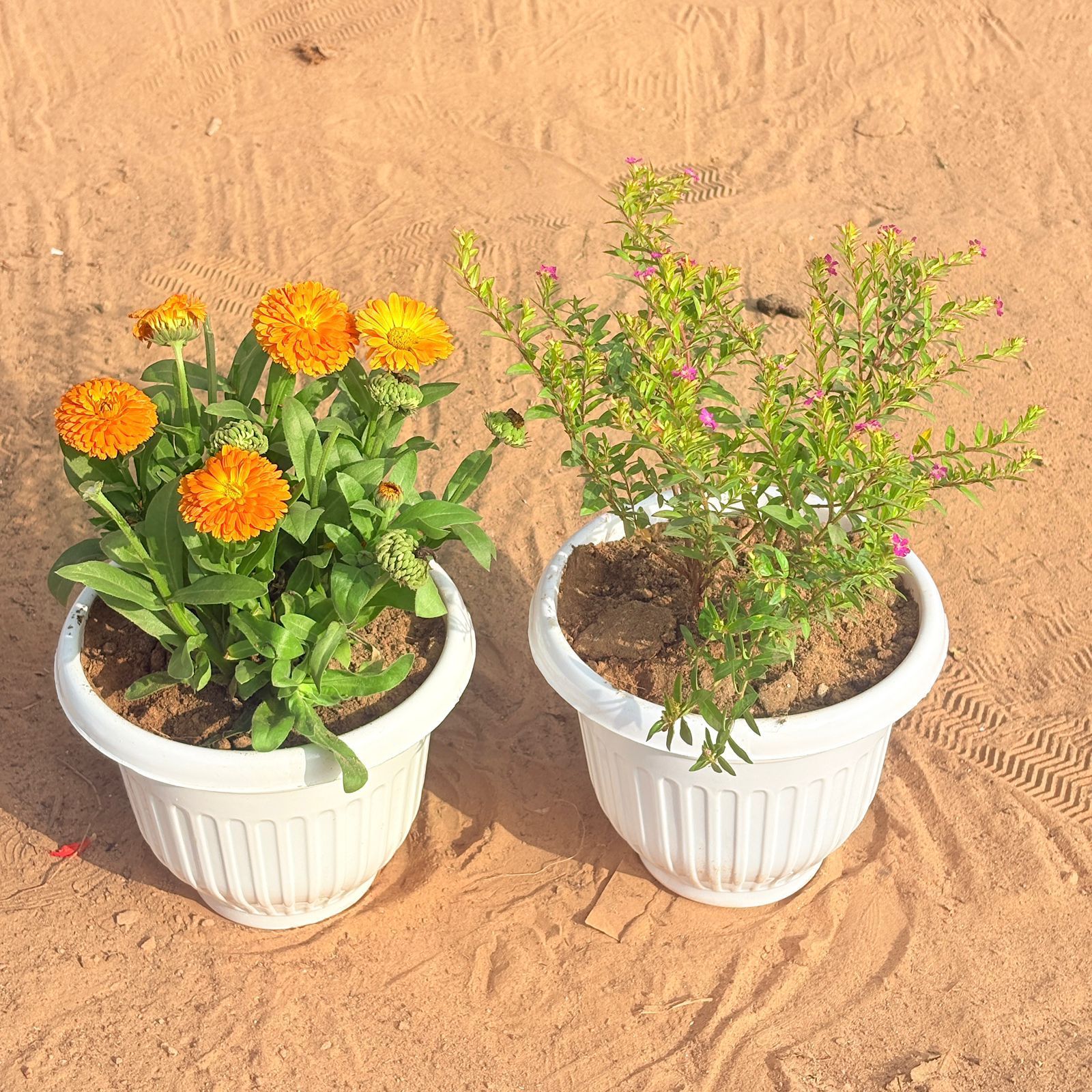 Set of 2 - Calendula�Orange & Cuphea / False Heather Pink in 8 Inch White Olive Plastic Pot