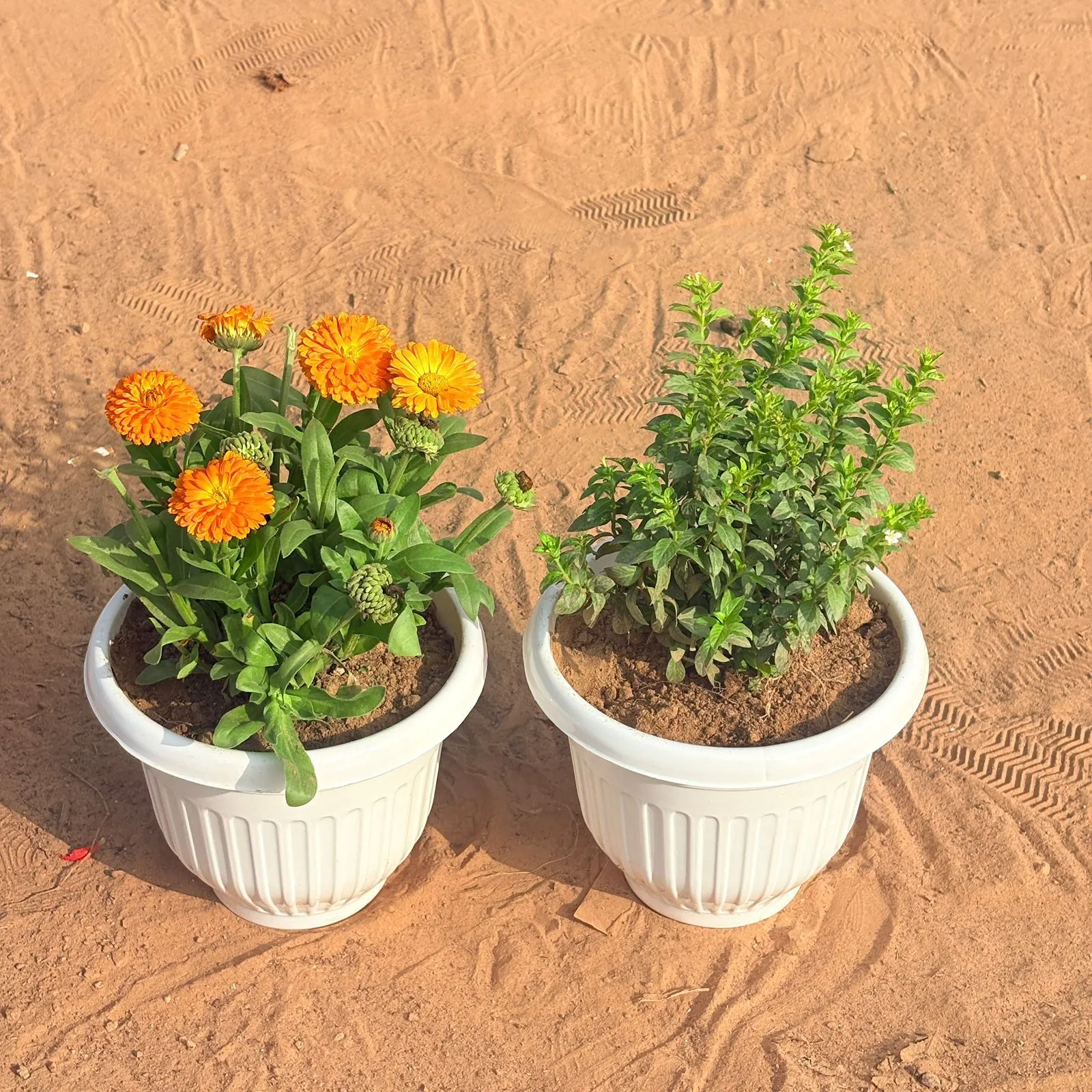 Set of 2 - Cuphea / False Heather White & Calendula?Orange in 8 Inch White Olive Plastic Pot