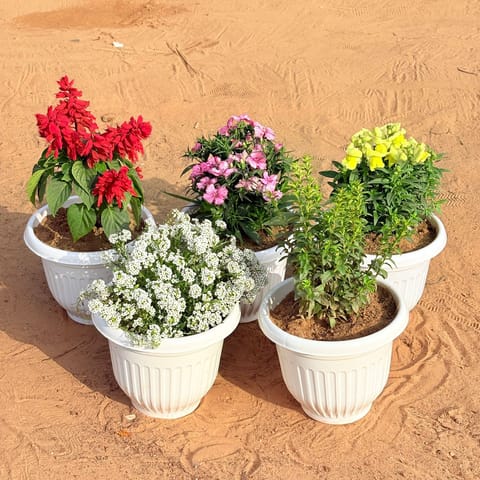 Set of 5 - Salvia Red, Dianthus (any colour), Antirrhinum Majus / Dog Flower (any colour), Alyssum White & Cuphea / False Heather White in 8 Inch White Olive Plastic Pot