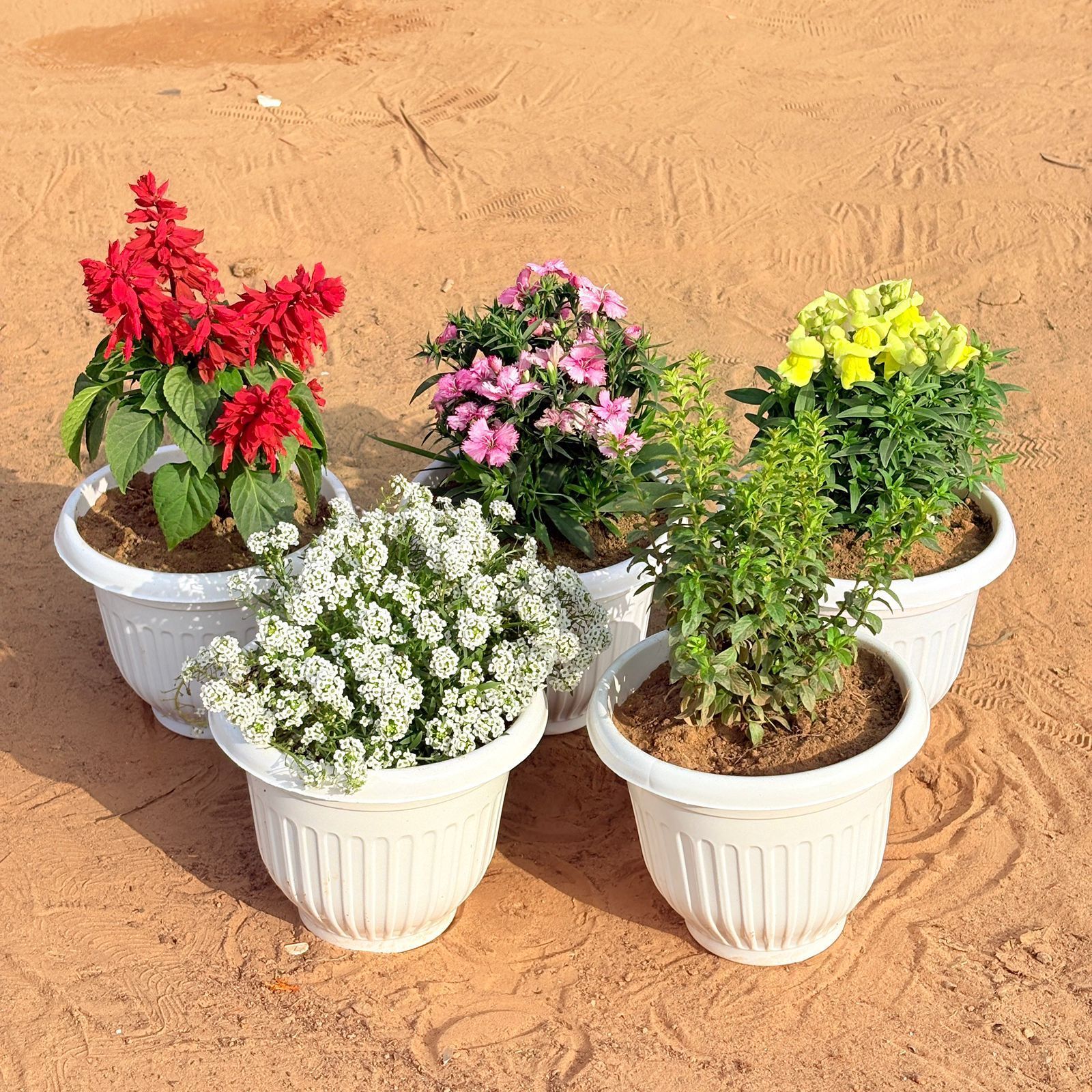 Set of 5 - Salvia Red, Dianthus (any colour), Antirrhinum Majus / Dog Flower (any colour), Alyssum White & Cuphea / False Heather White in 8 Inch White Olive Plastic Pot