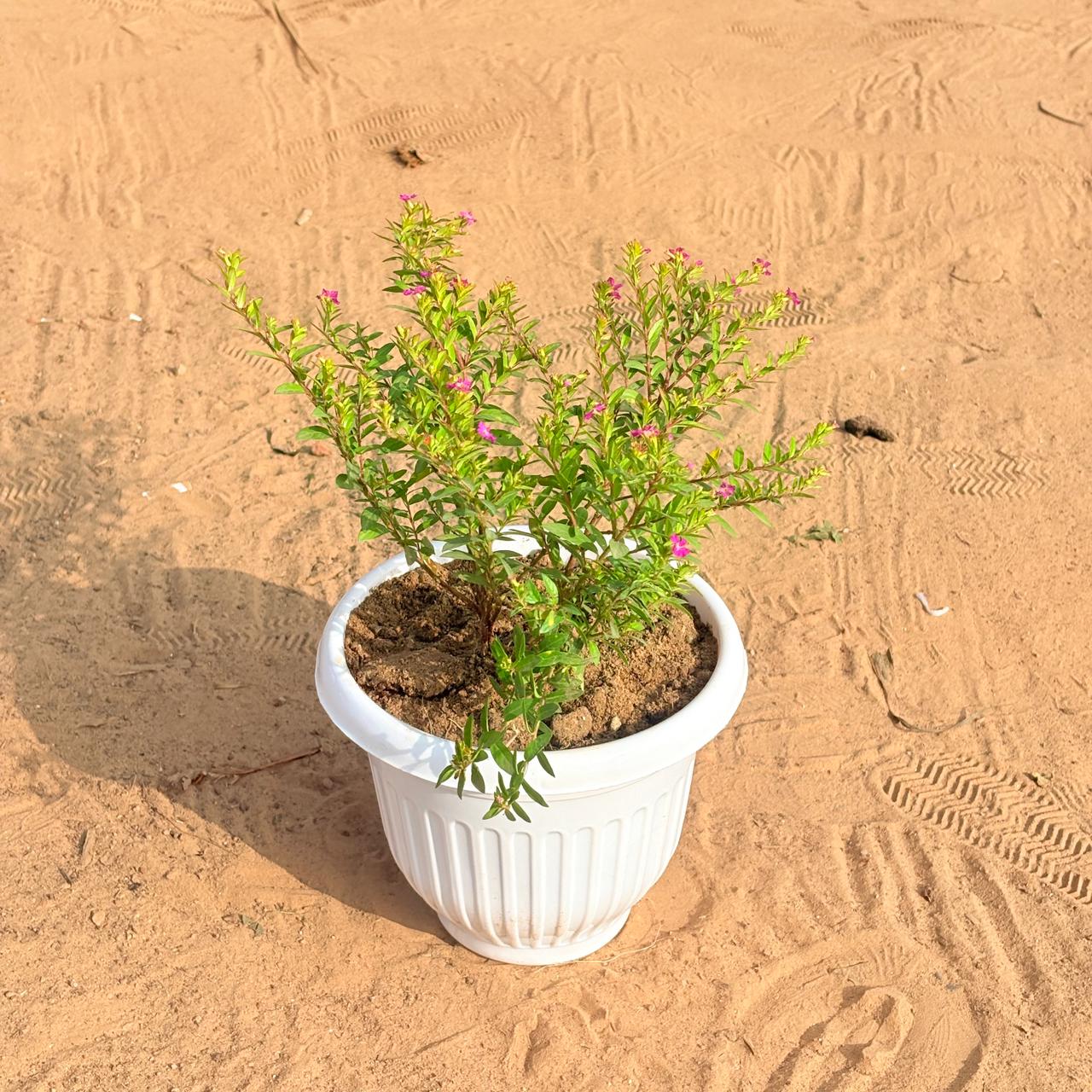 Cuphea / False Heather Pink in 8 Inch White Classy Plastic Pot