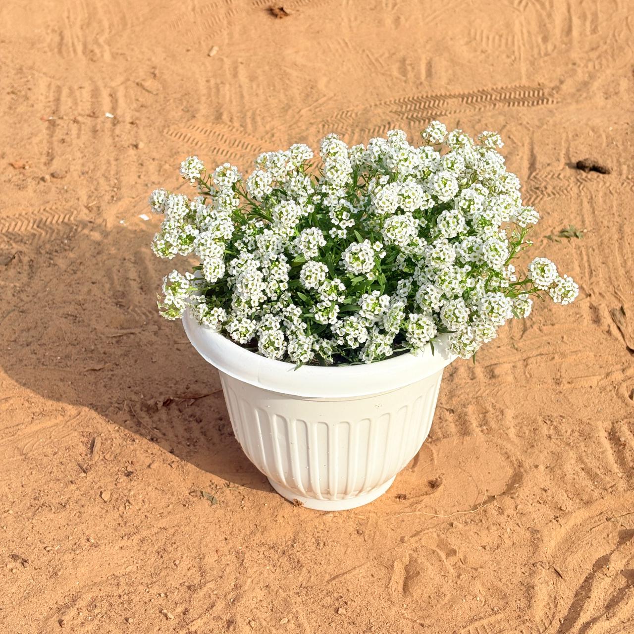 Alyssum White (Any Colour) in 8 Inch White Olive Plastic Pot