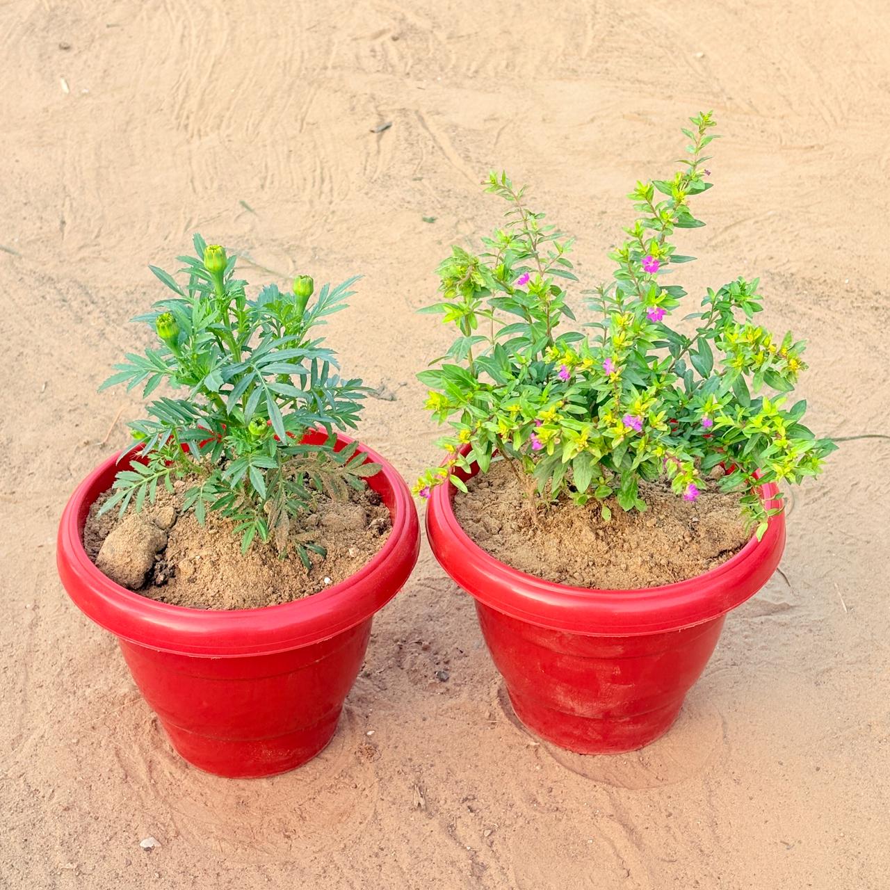 Set of 2 - Marigold (any colour) & Cuphea / False Heather Pink in 8 Inch Terracotta Red Classy Plastic Pot