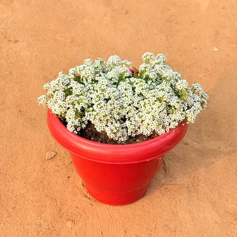 Alyssum White in 8 Inch Terracotta Red Classy Plastic Pot