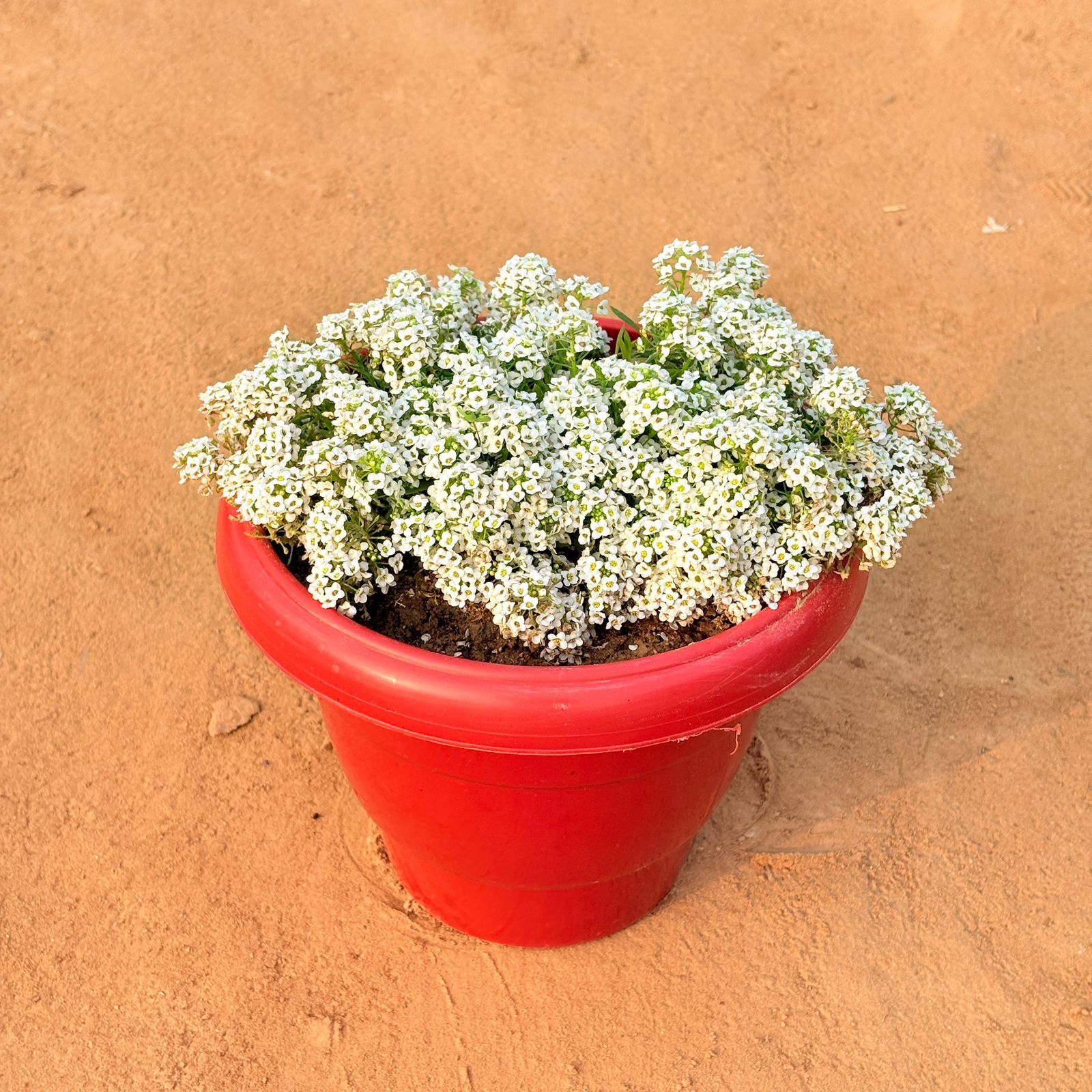 Alyssum White in 8 Inch Terracotta Red Classy Plastic Pot