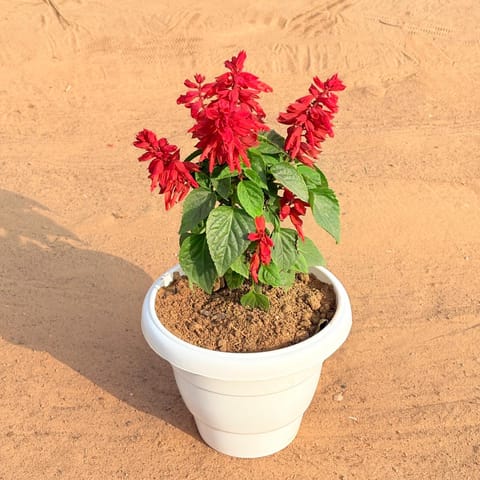 Salvia Red in 8 Inch White Classy Plastic Pot
