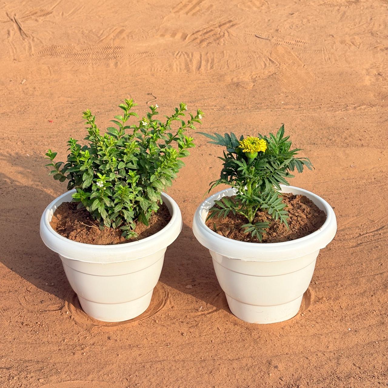 Set of 2 - Cuphea / False Heather White & Marigold / Genda (Any Colour) in 8 Inch White Classy Plastic Pot