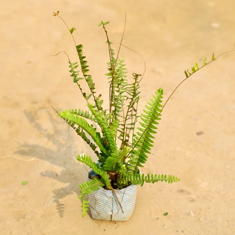 Fern Green in 4 Inch Nursery Bag