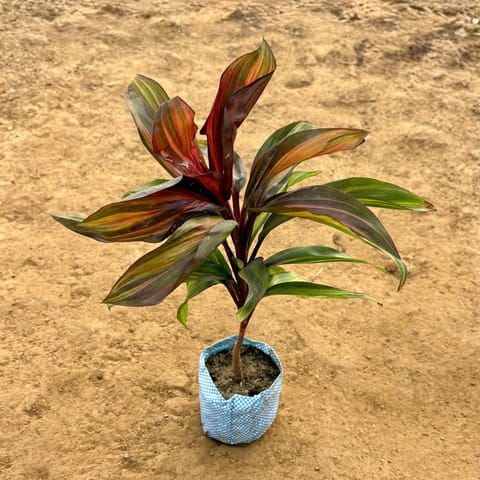 Dracaena Cordyline Brown in 4 Inch Nursery Bag