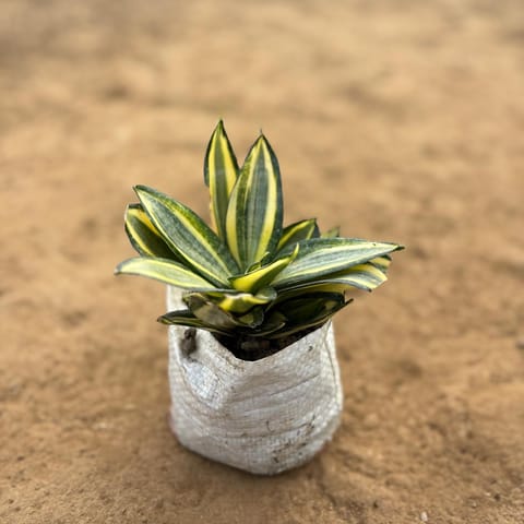 Snake Golden Flame Sansevieria in 4 Inch Live Plant Nursery Bag
