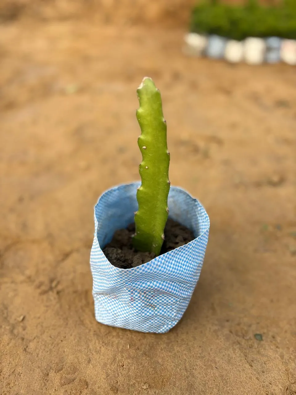 Exotic Dragon Fruit in 2 inch Nursery Bag
