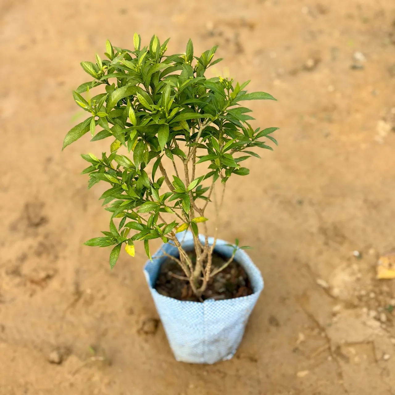 Chinese Tagar / Jasmine in 6 Inch Nursery Bag