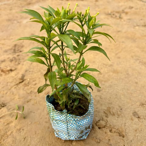 Chinese Tagar / Jasmine in 4 Inch Nursery Bag