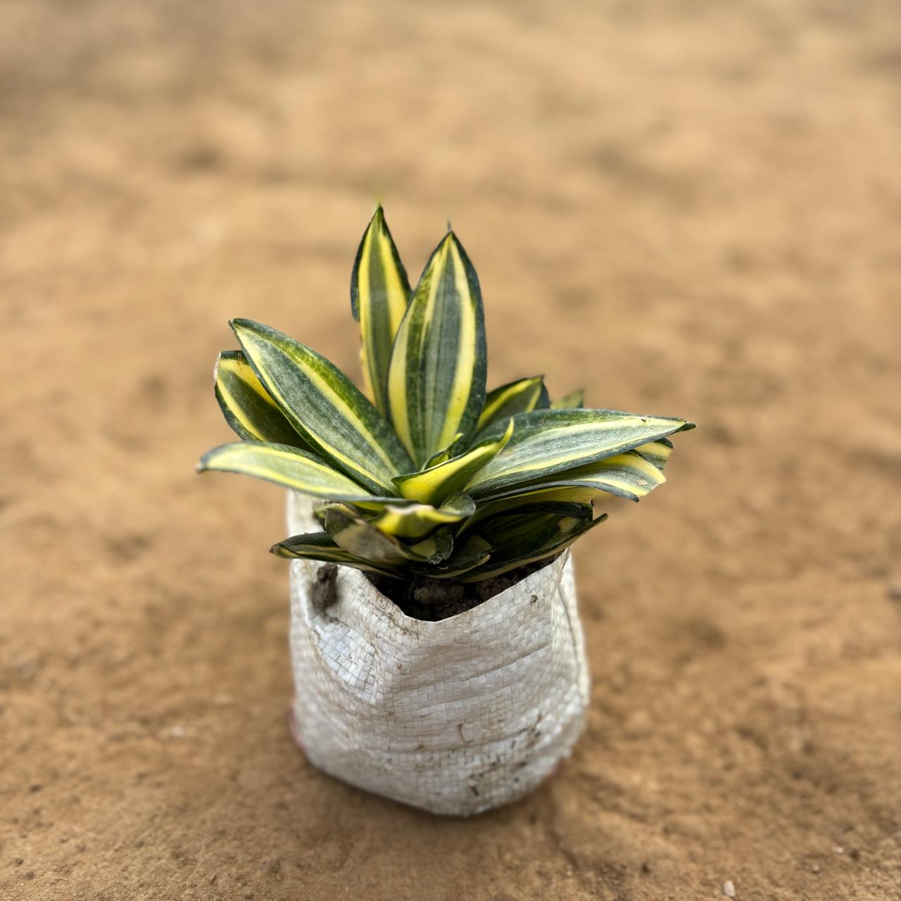 Snake Golden Flame Sansevieria in 4 Inch Nursery Bag