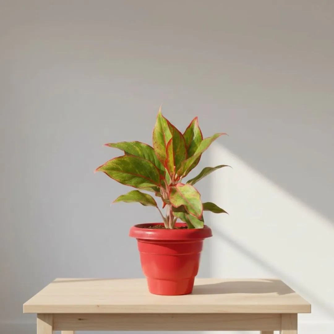 Aglaonema Lipstick in 8 Inch Terracotta Red Classy Plastic Pot