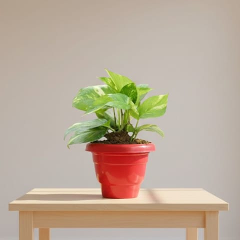 Money Plant Green in 12 Inch Live Fresh Plant Terracotta Red Classy Plastic Pot in Sector 47