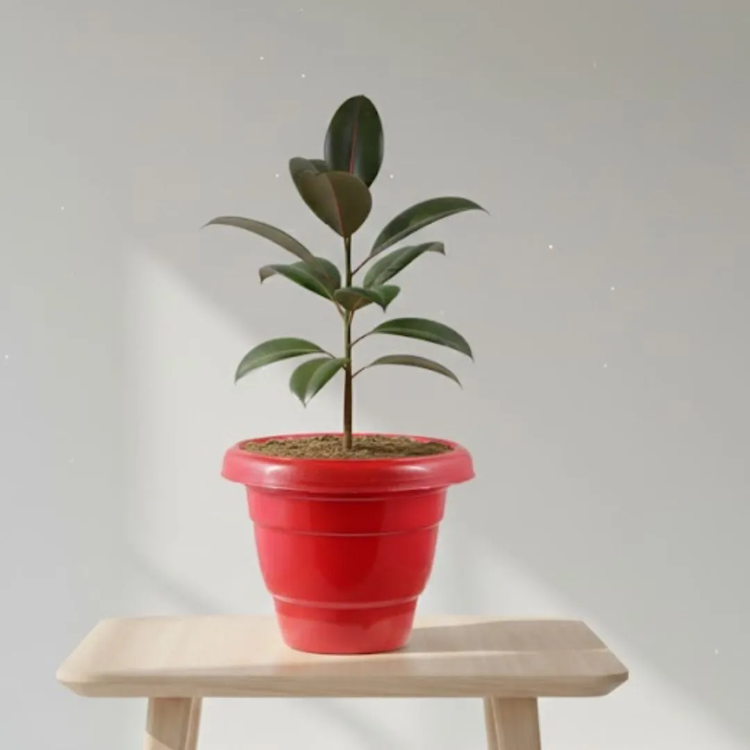 Rubber Black in 12 Inch Terracotta Red Classy Plastic Pot