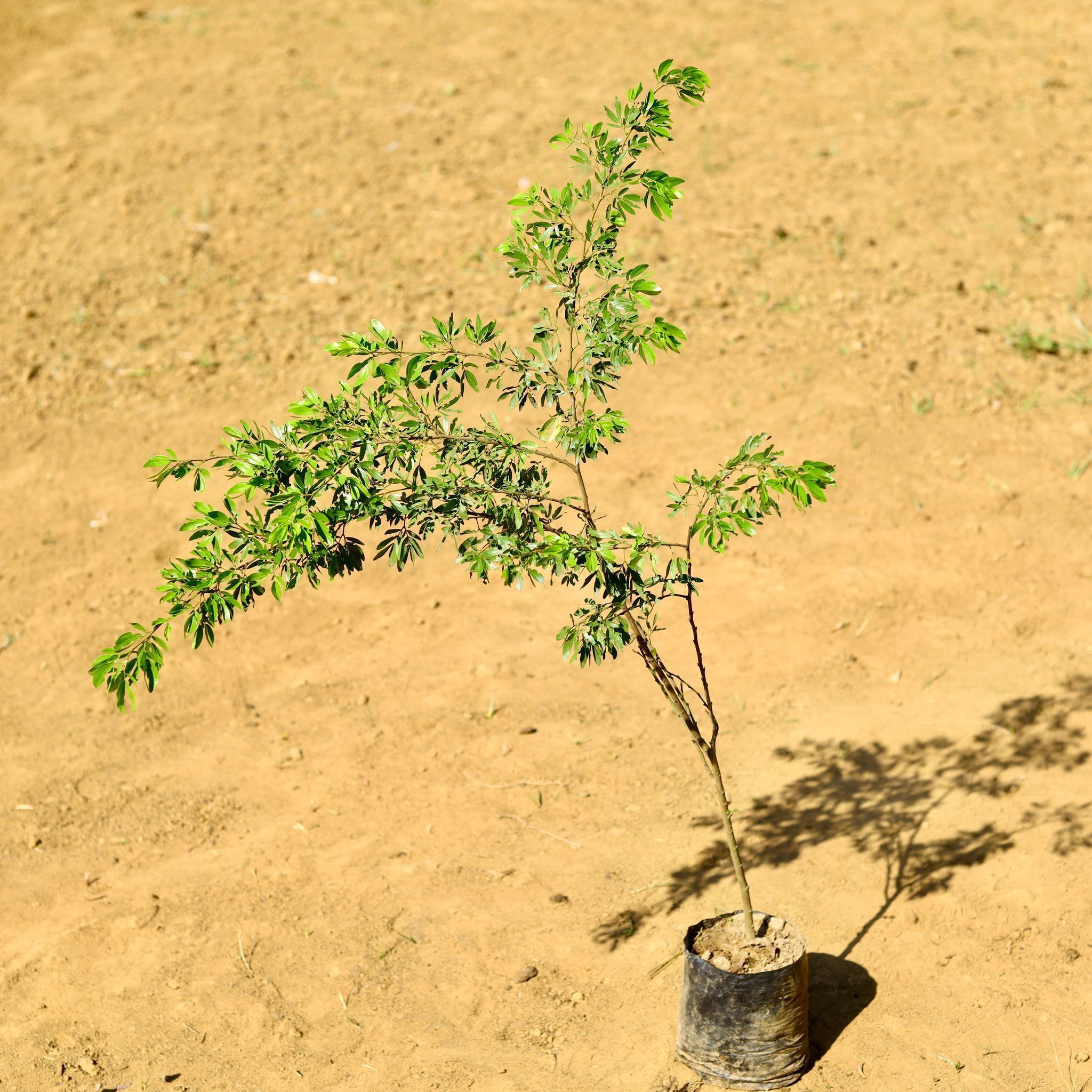 English Calendra (~ 3 Ft) in 4 Inch Nursery Bag
