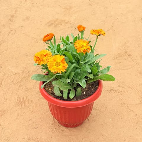 Calendula (any colour) in 8 Inch Terracotta Red Olive Plastic Pot