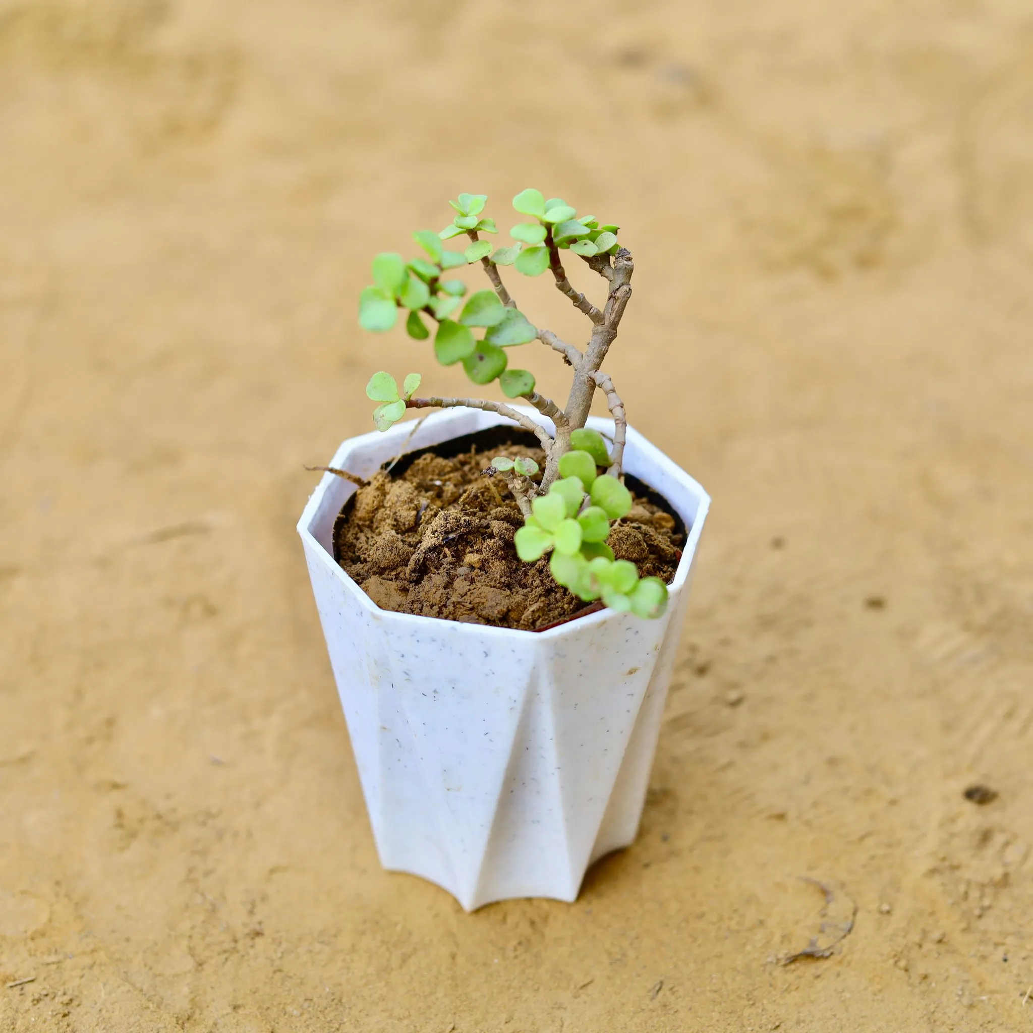 Jade in 4 Inch White Premium Diamanti Plastic Pot