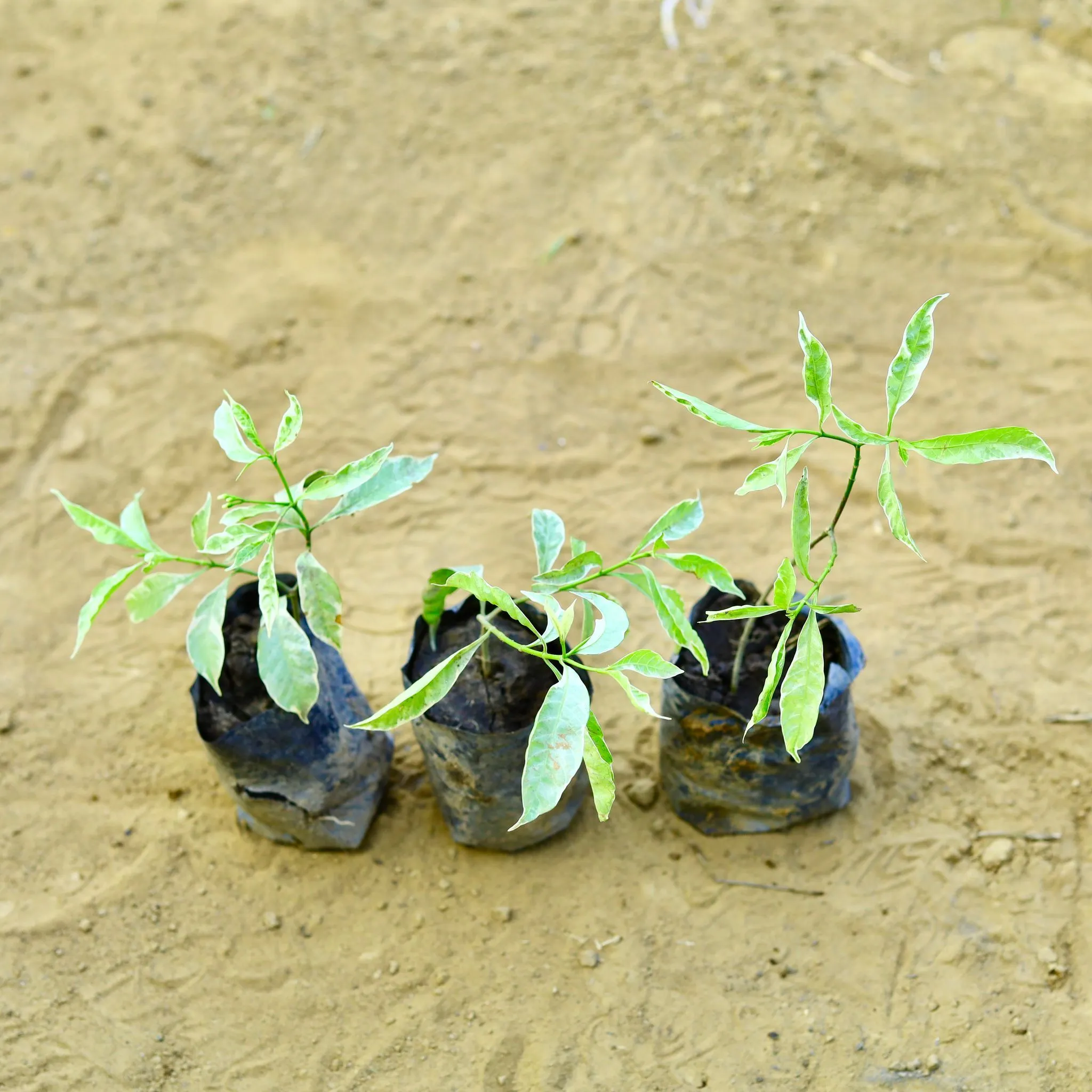 Set of 3 - Chandni Variegated in 3 Inch Nursery Bag