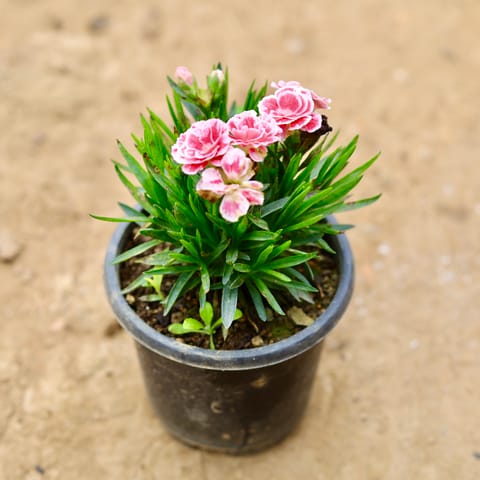 Carnation (any colour) in 5 Inch Nursery Pot