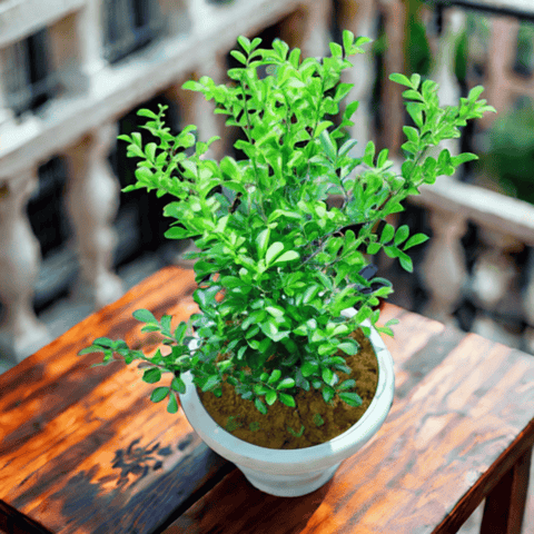 Madhu Kamini White / Murraya in 8 Inch White Classy Plastic Pot