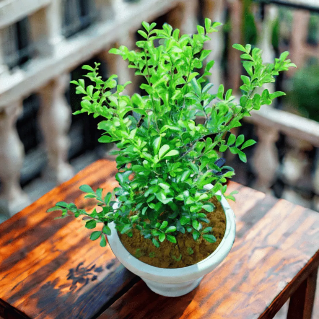 Madhu Kamini White / Murraya in 8 Inch White Classy Plastic Pot