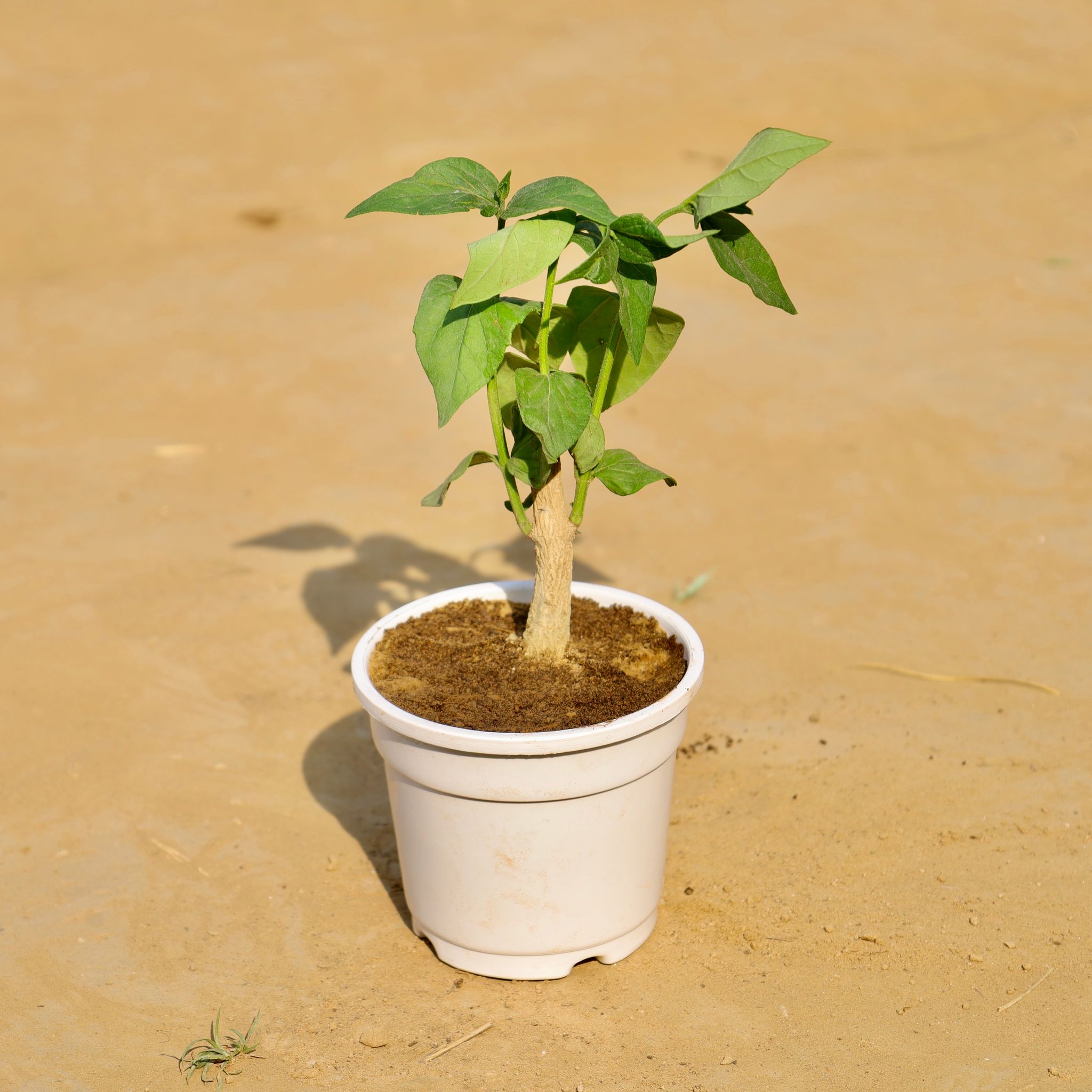 Harsingar / Parijaat in 4 Inch White Nursery Pot