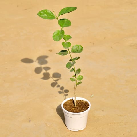 Mogra / Jasmine in 4 Inch White Nursery Pot