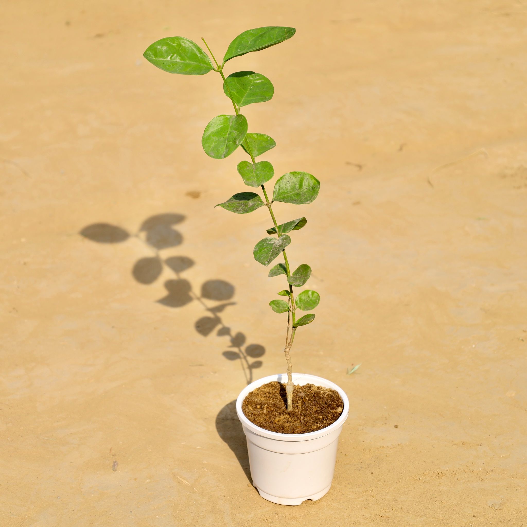 Mogra / Jasmine in 4 Inch White Nursery Pot